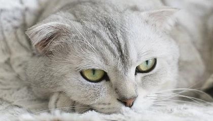 嘉善最新的高价找中介取公积金违法吗方法分享(嘉善中介取公积金怎么收费教程)