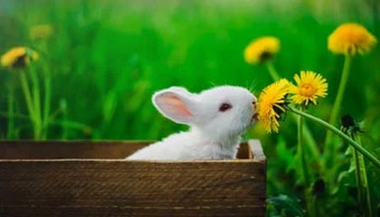 嘉善最新的高价找中介取公积金违法吗方法分享(嘉善中介取公积金怎么收费教程)